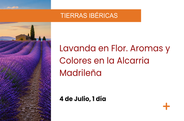 LAVANDA